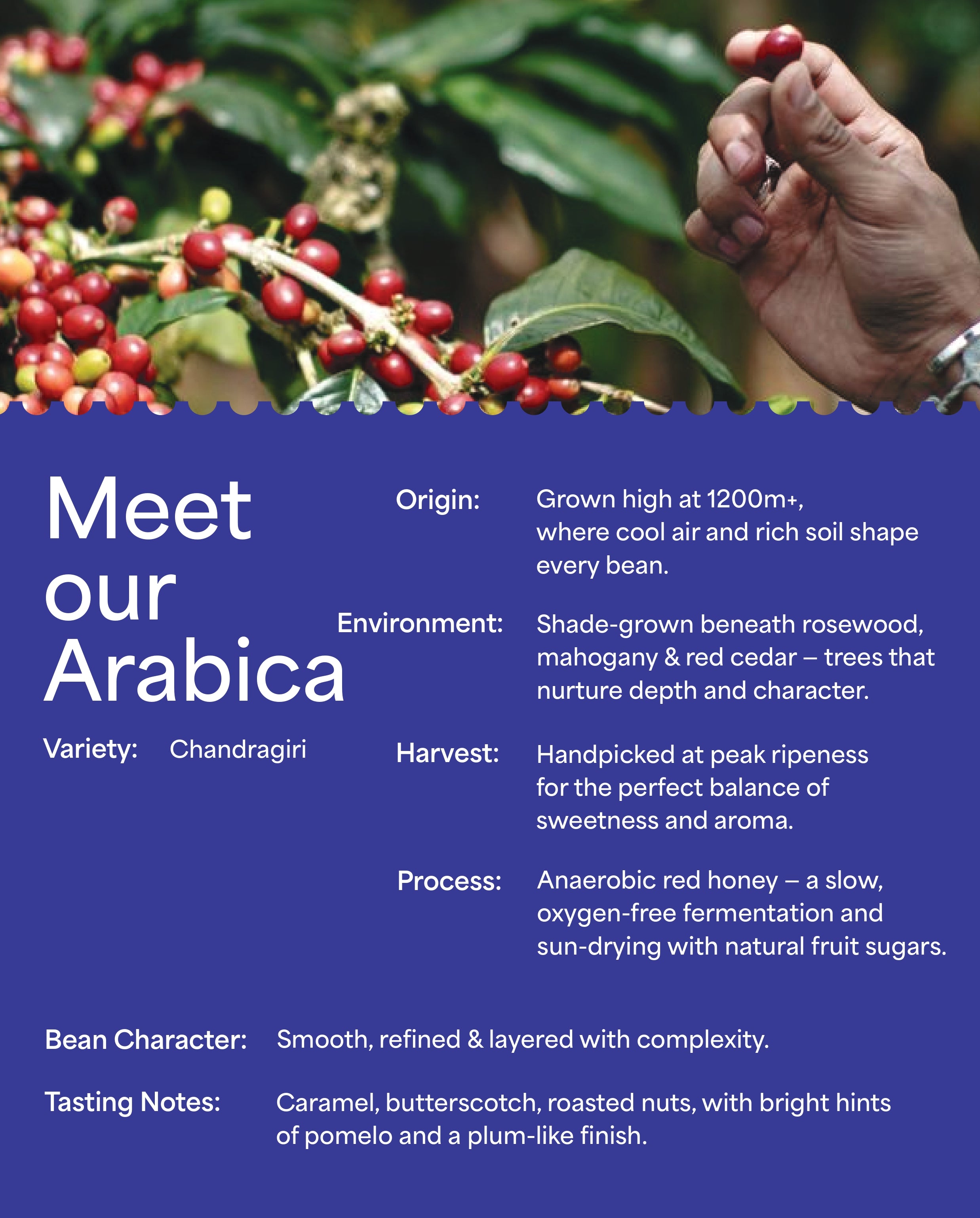 100% Specialty Arabica