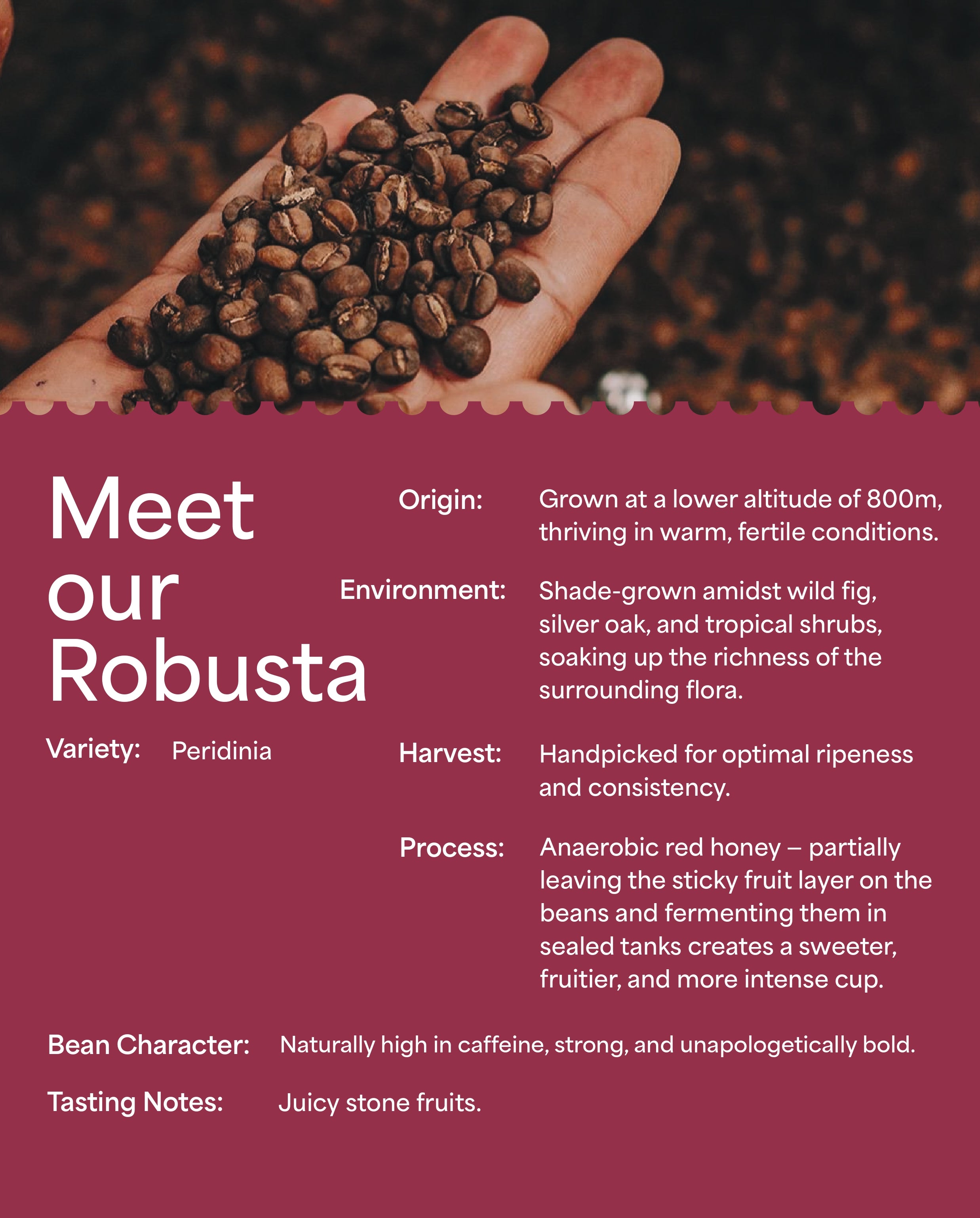 100% Specialty Robusta