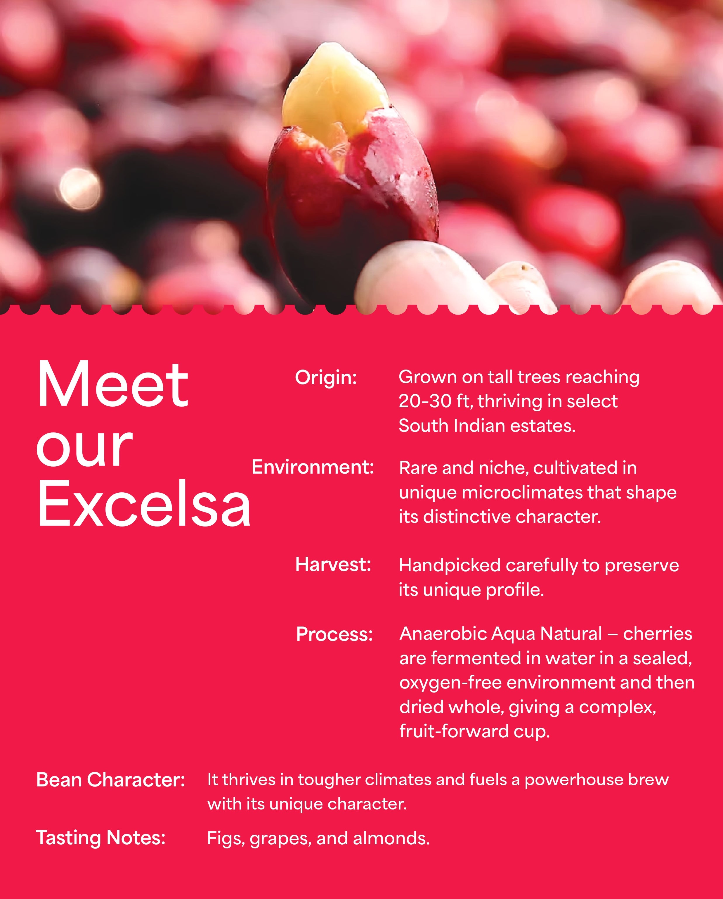 100% Specialty Excelsa